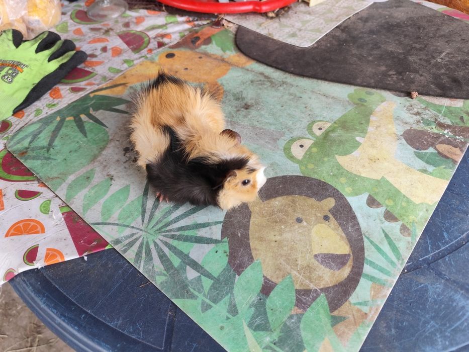 Świnki morskie  polecam