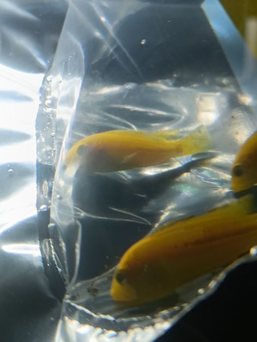 Ciclídeos Africano Labidochromis caeruleus