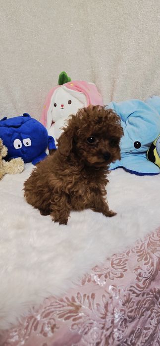 Pudel Toy xxs  samczyk 4 miesięczny po przebadanym Ojcu