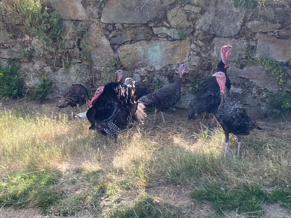 Perus selvagens juniores e adultos