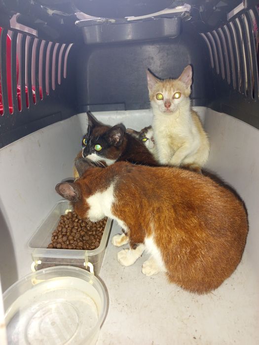 Котята в хорошие руки