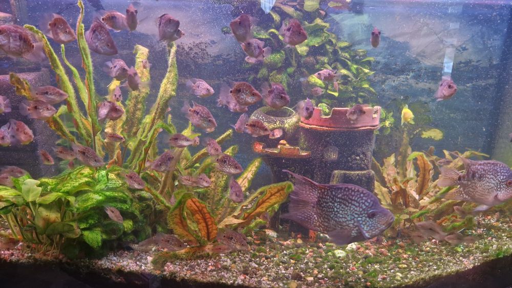 Рибки акваріумні .