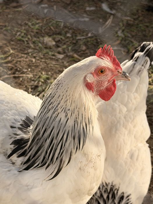 Vendo Galo Sussex