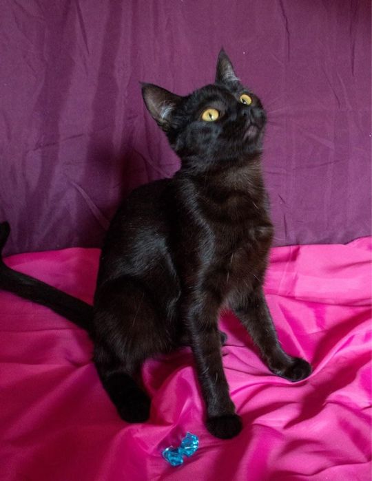 Гарна чорна киця в добрі руки!