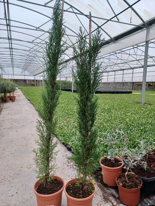 Cupressus semprevirens