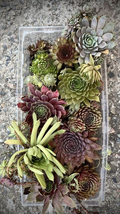 Набор 11шт =200грнкаменная роза молодило сокуленты