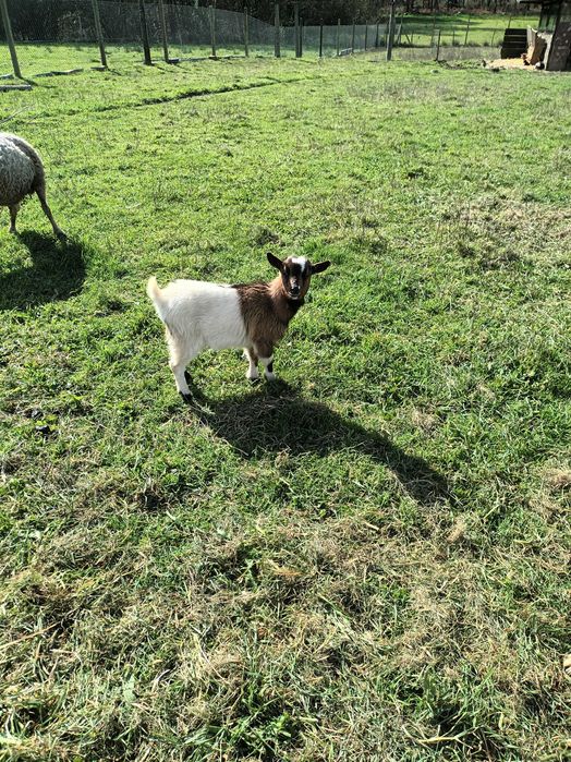 Vendo casal cabrithinhas 5 meses