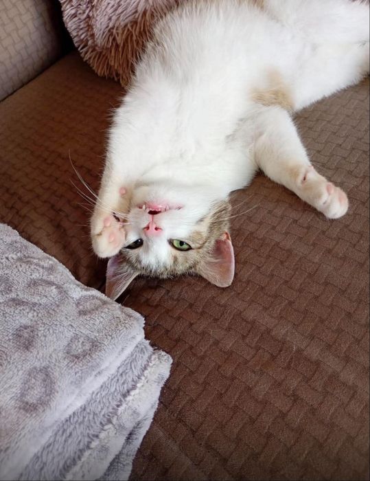 Leo - kocurek do adopcji!