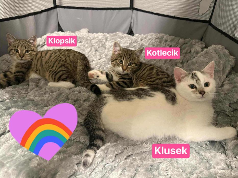 4,5-miesięczne kociaki szukają domów