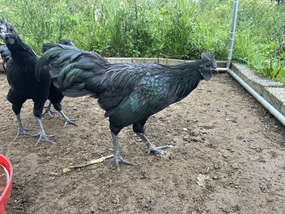 Koguty Ayam Cemani