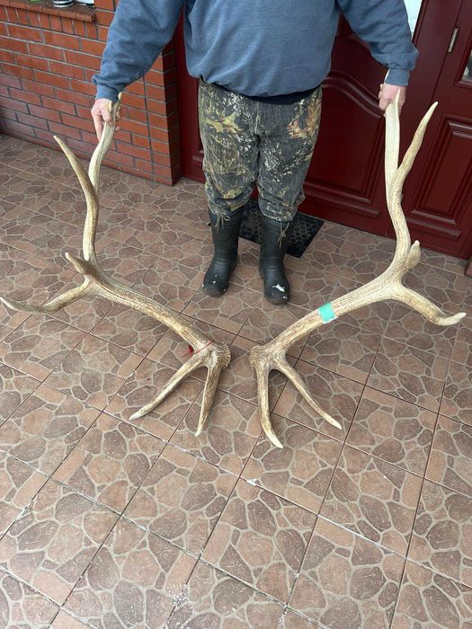 Poroża jelenia kanadyjskiego 14,40kg