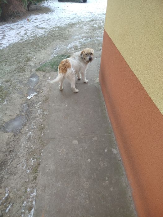 Oddam psa w dobre rece