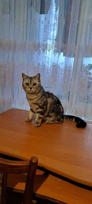 Кішка клубна шотландка прямовуха документи родовідWCF впкцинована