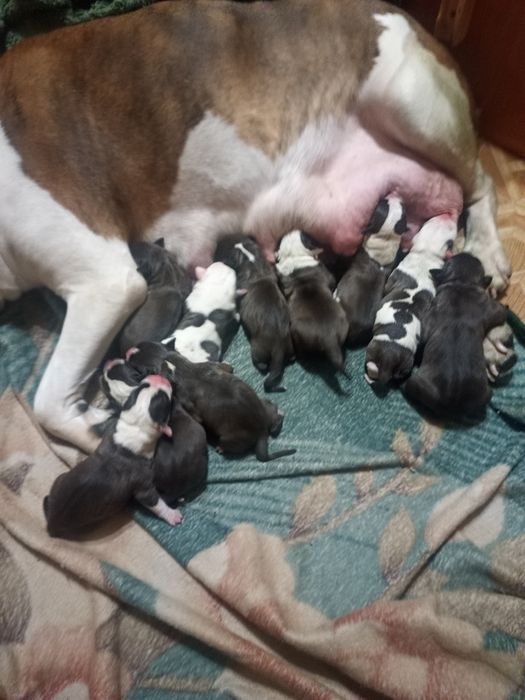 Продажа щенков стафордширский терьер