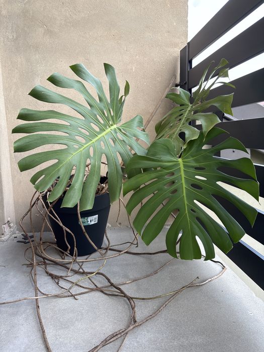 Monstera deliciosa ogromna