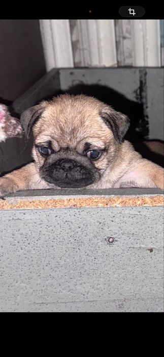 Мопсята ,доставка по району