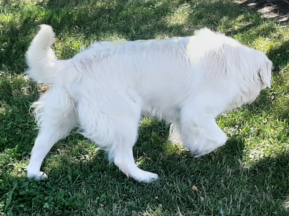 Golden Retriever ZHPR UCI