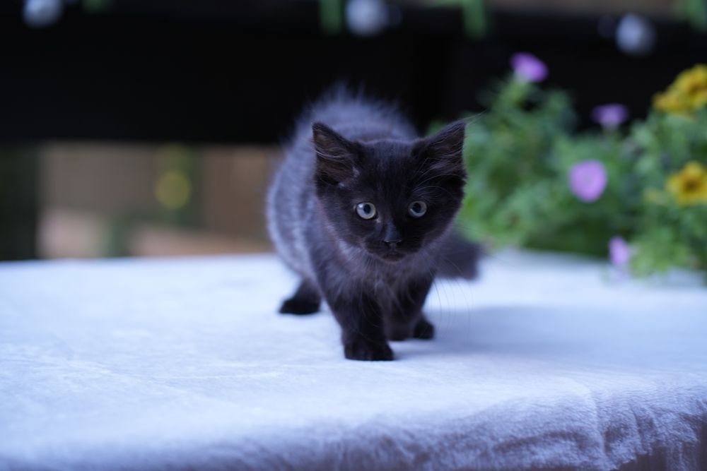 Kotka ragdoll/cherubim dymna Black solid