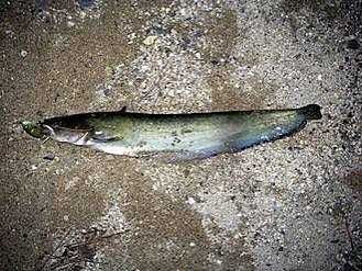 Продам живу рибу.