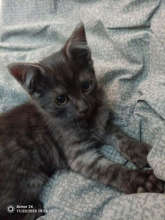 Віддаю котиків в добрі руки, усі хлопчики безкоштовно