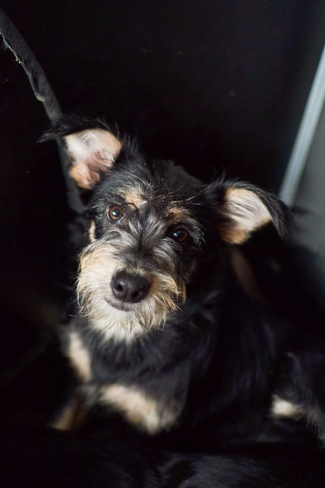 Nestea - 7 miesięczna suczka szuka cierpliwego człowieka!