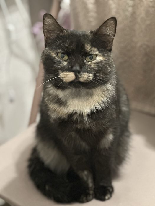 Молода лагідна кішка кішечка черепашка кошеня до року шукає родину