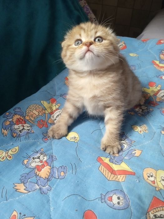 Продам шотландскую кошечку