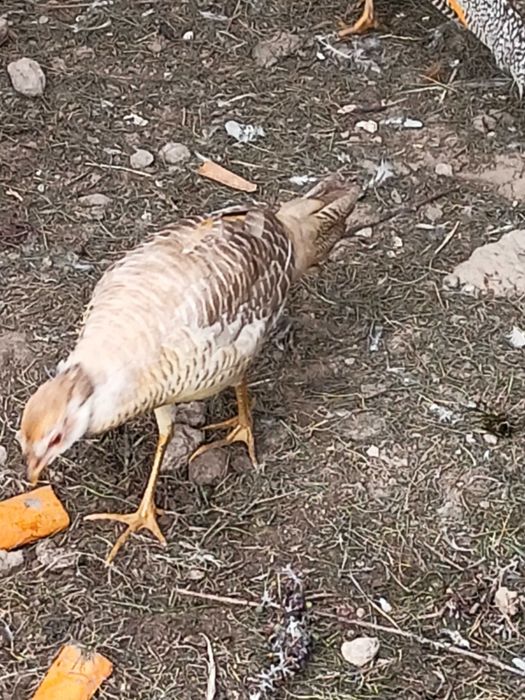 Bażanty  bażanty bananowe