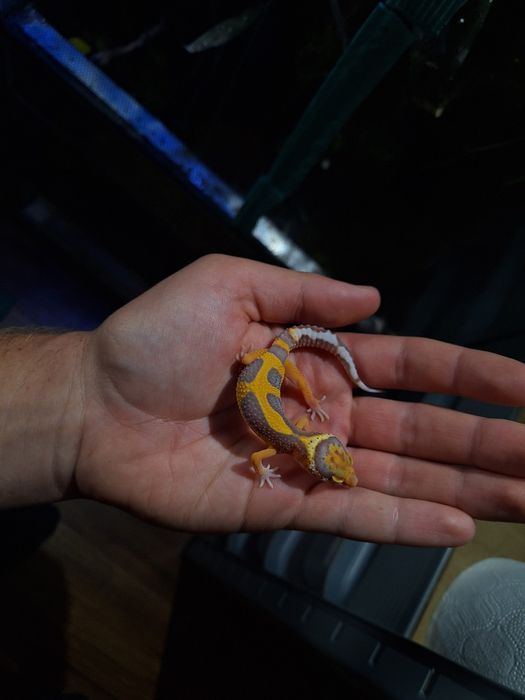 Gekon lamparci orzesiony terrarium