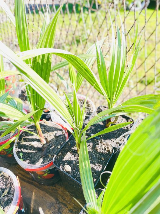 Waszyngtonia Robusta