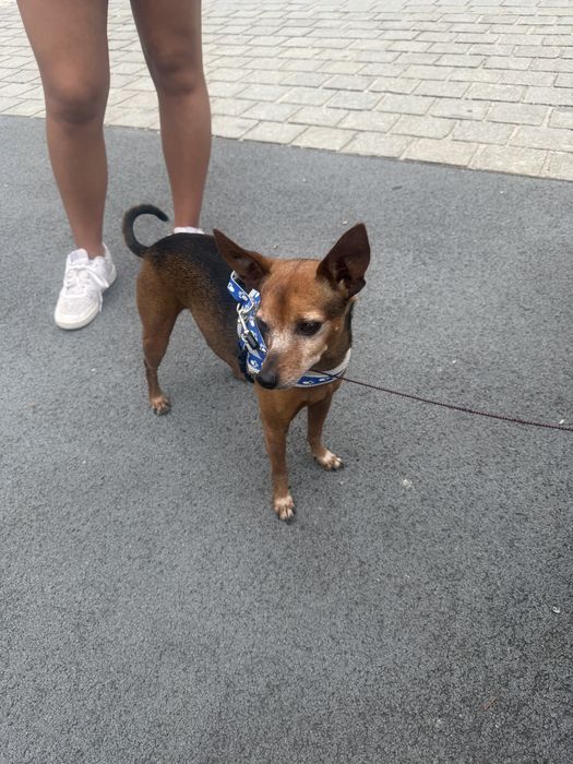 Cão pincher para dar