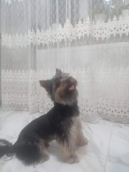 Йоркширтер'єр шукає дівчину для в'язки