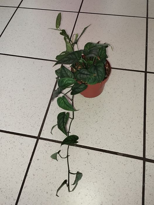 Monstera siltepecana w doniczce.