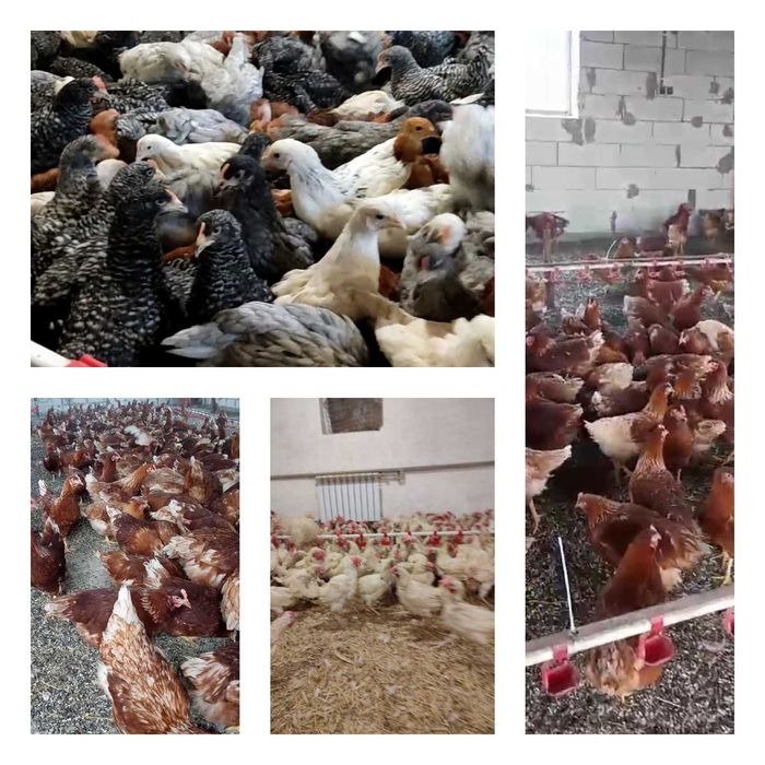 Продам кури несушки! Доставка безкоштовна. Вільшанка!