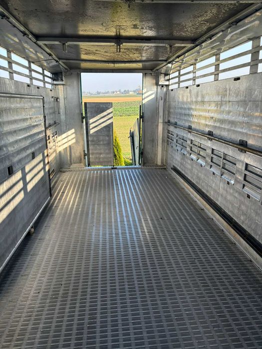 Scania do przewozu bydła