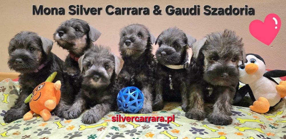 Sznaucer miniaturowy pieprz-sól ZKwP ( FCI )