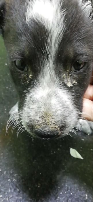 Wyglada jak panda potrzebuje milosci i domu