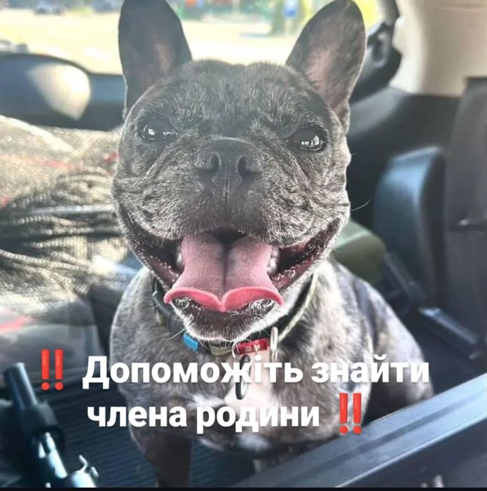 Загубилася собачка