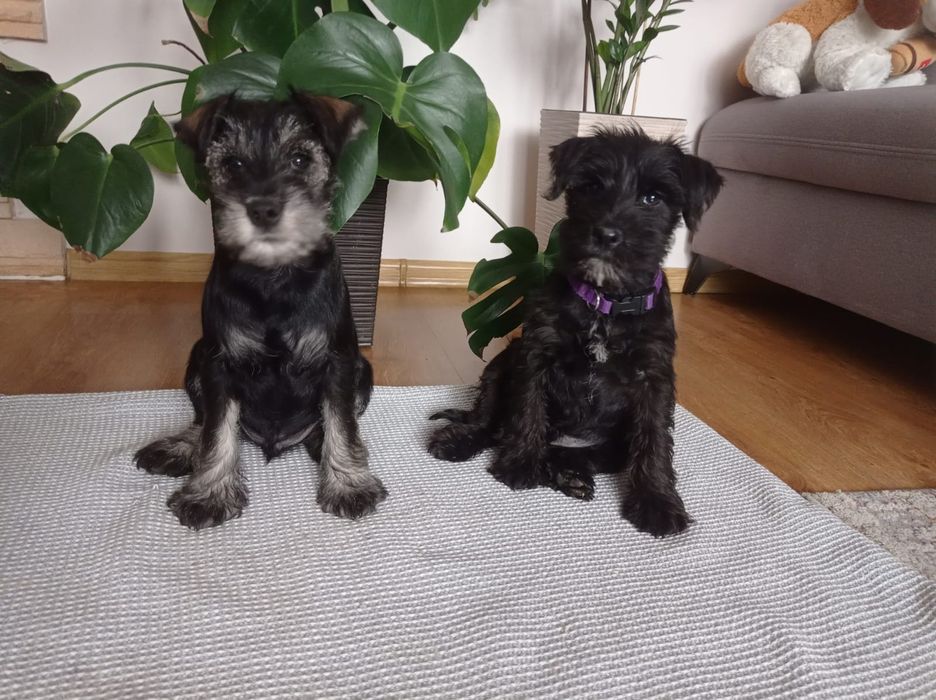 Sznaucer miniaturowy,miniatura, miniaturka