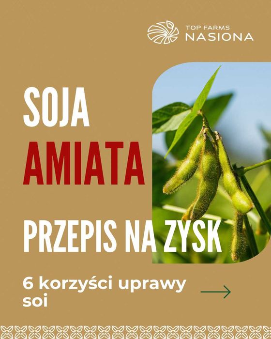Nasiona soi Amiata - plonem wymiata! Gotowe do siewu, C1