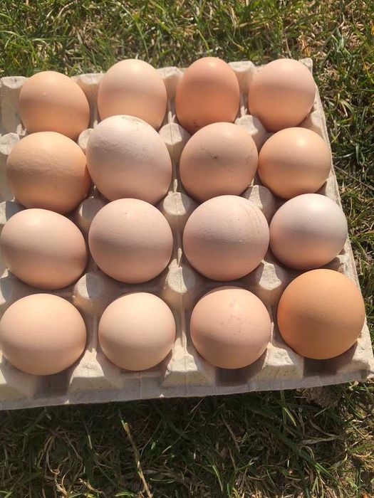 Jajka wiejskie od rolnika
