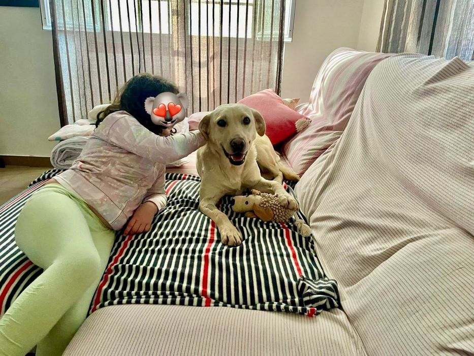 Labradora muito meiga para adoção