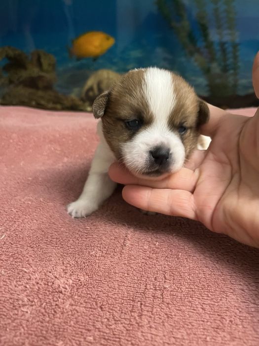 Щенки Джек Рассела