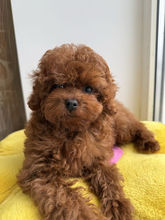 Той пудель тікап, Китай