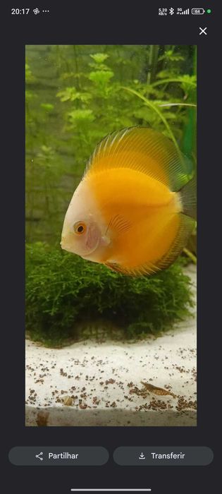 Discus jovens cerca de 7-8 cm