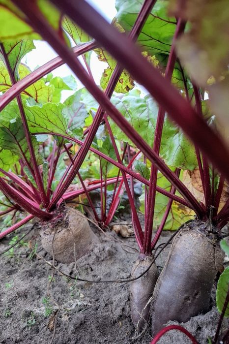 Burak ćwikłowy opolski