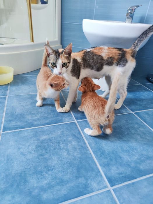 Dá-se os dois gatos pequenos laranja