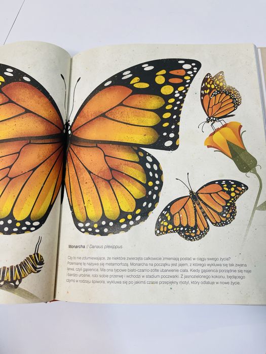 Galeria dzikich zwierząt PÓŁNOC Dieter Braun nowa