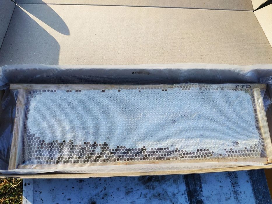 Мед в сотах / Сотовый мед / Стільниковий мед 2025