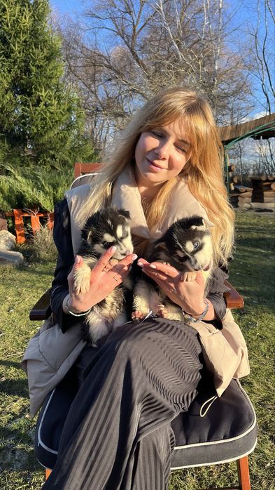 Цуценята  сибірського хаскі. Активні і здорові!